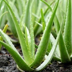 Tüplü Aromatik Aloe Vera(Sarı Sabır) Anaç Bitki 3-4 Yaş
