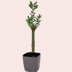 Lüks Mor Saksılı Uzun Ömürlü Bonsaiye Uygun Zeytin Fidanı (Bedava Kargo)