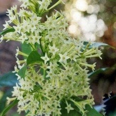 Tüplü Aromatik Melissa Parfüm Çiçeği Fidanı