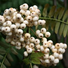 Tüplü Sorbus Ak Üvez Fidanı