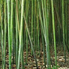 Tüplü Bambu(Bambusoideae)  Fidanı (20-40 cm)