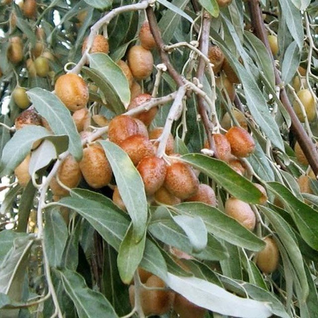 Tüplü Anadolu İğde Ağacı Fidanı