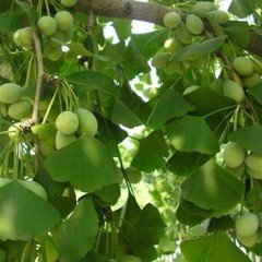 Tüplü Mabet Ağacı (Ginkgo Biloba) Fidanı (5-15 cm Boy Aralığında)