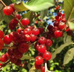 Tüplü Elaeagnus Umbellata Şifalı Güz Zeytini Fidanı