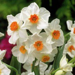 Geranium Hafif Kokulu Nergis Soğanı (3 adet)