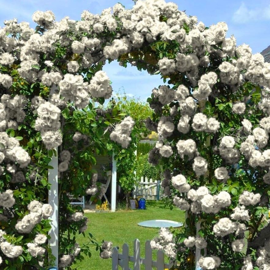 Tüplü Yediveren Kokulu White Quen Sarmaşık Gül Fidanı