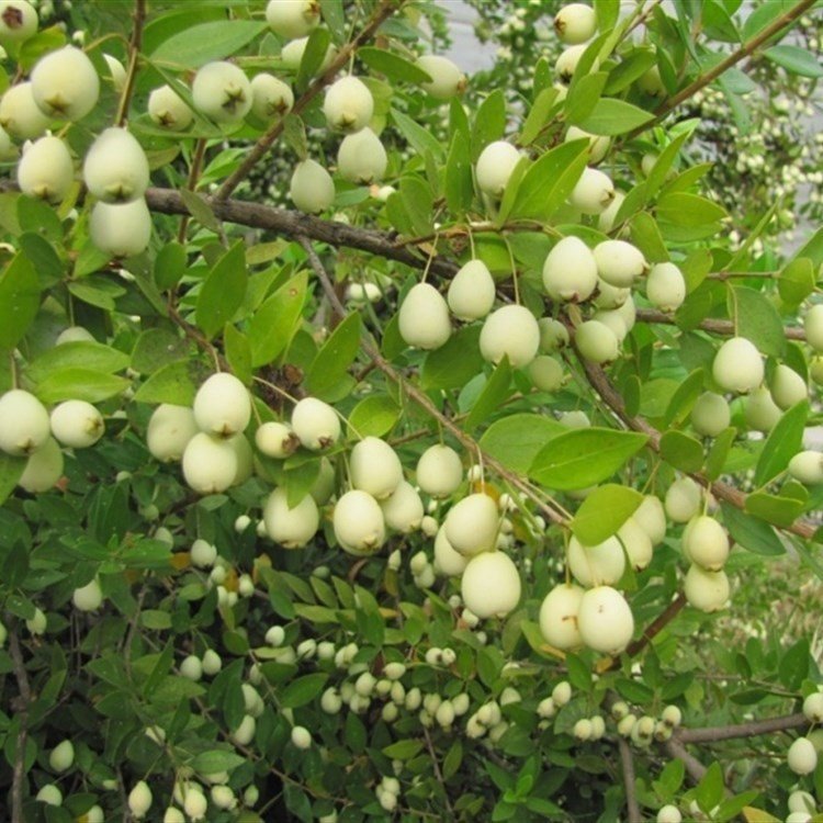 Tüplü Şifalı White Yaban Mersini Murt(Hambeles)Fidanı