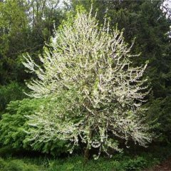 Doğal Carolina Silverbell Ağacı Tohumu (5 tohum)