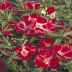 Kırmızı Grandiflora Meteor Godetia Yer AçelyasıÇiçeği Tohumu(50 tohum)