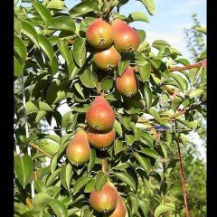 Tüplü Salkım Yarıbodur Etruşka Armut Fidanı