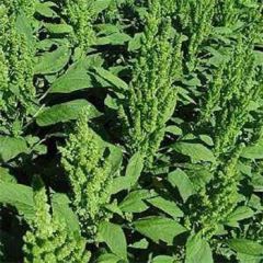 Yeşil Renkli Amaranthus (Horoz İbiği) Çiçeği Tohumu(50 tohum)