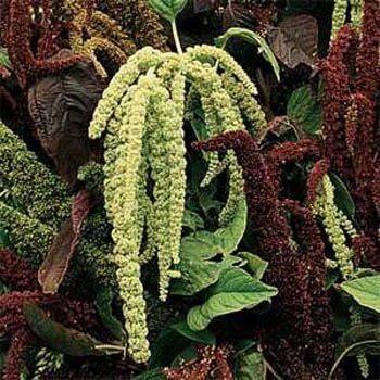 Amaranthus Caudatus Çiçeği Tohumu (50 tohum)