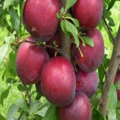 Tüplü Yarı Bodur Crimson Glo Erik Fidanı
