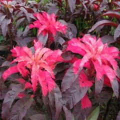 Kırmızı Ealry Splendor Amaranthus (Horoz İbiği) Çiçeği Tohumu(50 tohum)