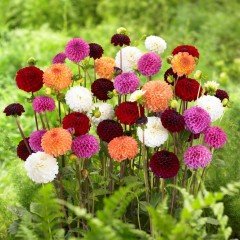 Katmerli Dalima Midi Karışık Renk Dahlia Yıldız Çiçeği Fidesi (3 Adet)