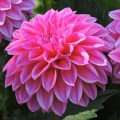 Katmerli Malaysia Pembe Renk Dahlia Yıldız Çiçeği Fidesi (3 Adet)