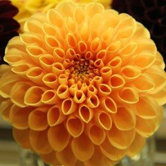 Katmerli Paros Koyu Sarı Renk Dahlia Yıldız Çiçeği Fidesi (3 Adet)