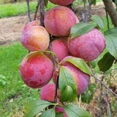 Tüplü Yarı Bodur Autumn Giant Erik Fidanı