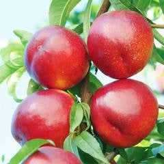 Tüplü Yarı Bodur Orion Aromalı Nektarin Fidanı