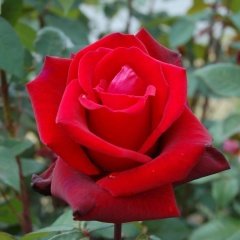 Tüplü Yediveren Kokulu Red Tatiana Nostaljik Gül Fidanı