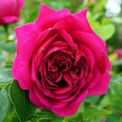 Tüplü Yediveren Özel Kokulu Pembe Renk Selin Nostaljik Gül Fidanı