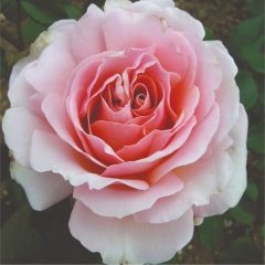 Tüplü Yediveren Aşılı Kokulu Açık Pembe Princess Gül Fidanı