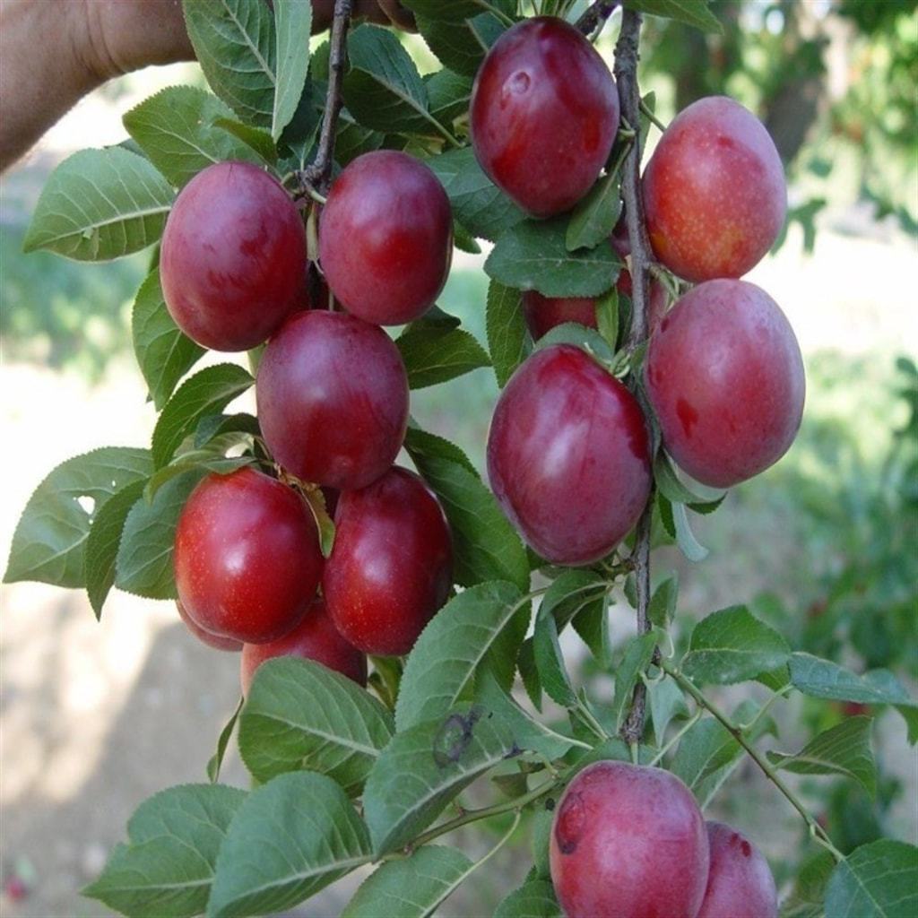 Tüplü Yarı Bodur Red Pioneer Erik Fidanı