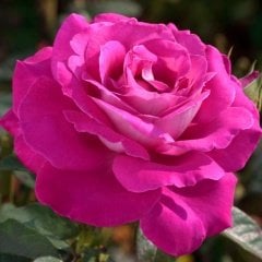 Tüplü Yediveren Kokulu Pembe Katya Nostalji Gül Fidanı