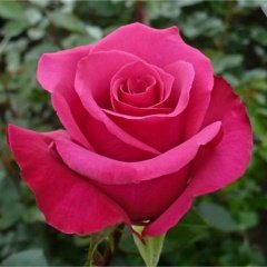 Tüplü Yediveren Kokulu Pembe Renk Gloria Gül Fidanı