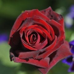 Tüplü Yediveren Aşılı Kadife Bordo Esmeray Gül Fidanı
