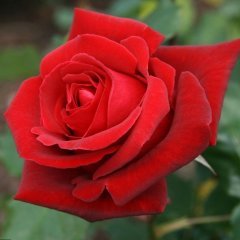 Tüplü Yediveren Kırmızı Renk Emma Nostalji Gül Fidanı
