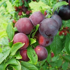 Tüplü Yarı Bodur Red Beauty Erik(Japon Eriği) Fidanı