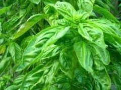 Doğal Lime Fesleğen Tohumu (100 tohum)
