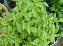 Dik Gelişen Limon Fesleğen Tohumu (100 tohum)