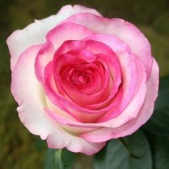 Tüplü Aşılı Double Delight Pink White Yediveren Gül Fidanı