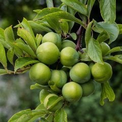 Tüplü Yarı Bodur Can Erik Fidanı