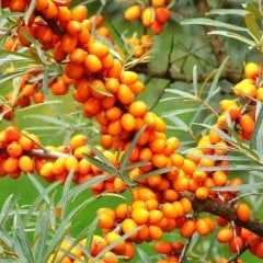 Tüplü Hippophae Rhamnoides Şifalı Yabani Yalancı İğde Fidanı