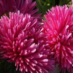 Gremlin Dark Rose Aster Çiçeği Tohumu (30 tohum)