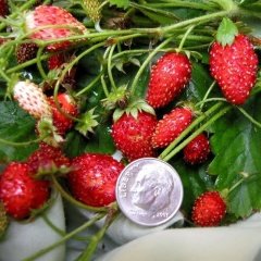Yediveren Fragaria Vesca Yabani Dağ Çileği Fidesi (5 Adet Fide)