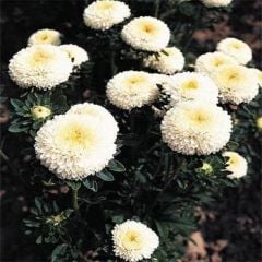 Ponpon Beyaz Renkli Aster Çiçeği Tohumu (20 tohum)