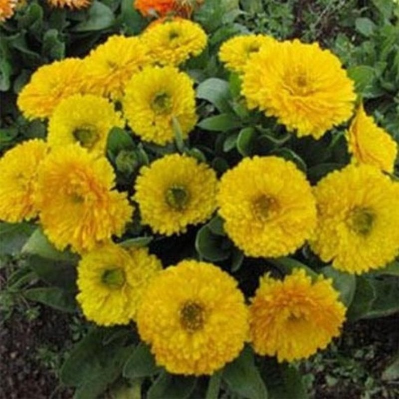 Golden Emperor Katmerli Aynısafa Çiçeği Tohumu(50 tohum)