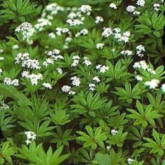 Asperula Odorata or Galium Odoratum İnce OtuTohumu(10 tohum)