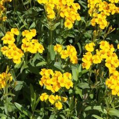 Tagetes Lucida Sarı Meksika Nanesi Tohumu (30 tohum)