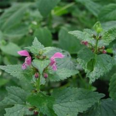 Horehound Marrubium Vulgare Bitkisi Tohumu(100 tohum)