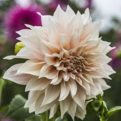 Özel Çeşit Cafe Au Lait Dahlia Yıldız Çiçeği Yumrusu (1 adet )