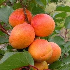Tüplü Bol Meyveli Yarı Bodur Aldeniz Kayısı Fidanı