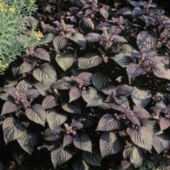 Perilla Biftek Otu (Perilla Frutescens) Tohumu (50 tohum)