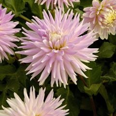 Açık Pembe Kiev Dahlia Yıldız Çiçeği Yumrusu (1 adet )