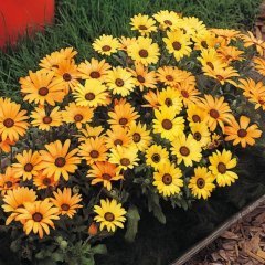 Sarı Golden Yellow Afrika Papatyası Çiçeği Tohumu(30 tohum)