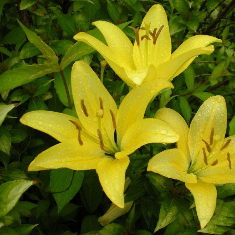 Fancy Joy Sarı Renkli Kokulu Zambak Soğanı (1 adet)